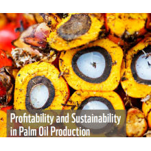 Palmfruchtölmühle, die Maschine von 5TPH zu 100TPH FFB Produktion zu CPO macht